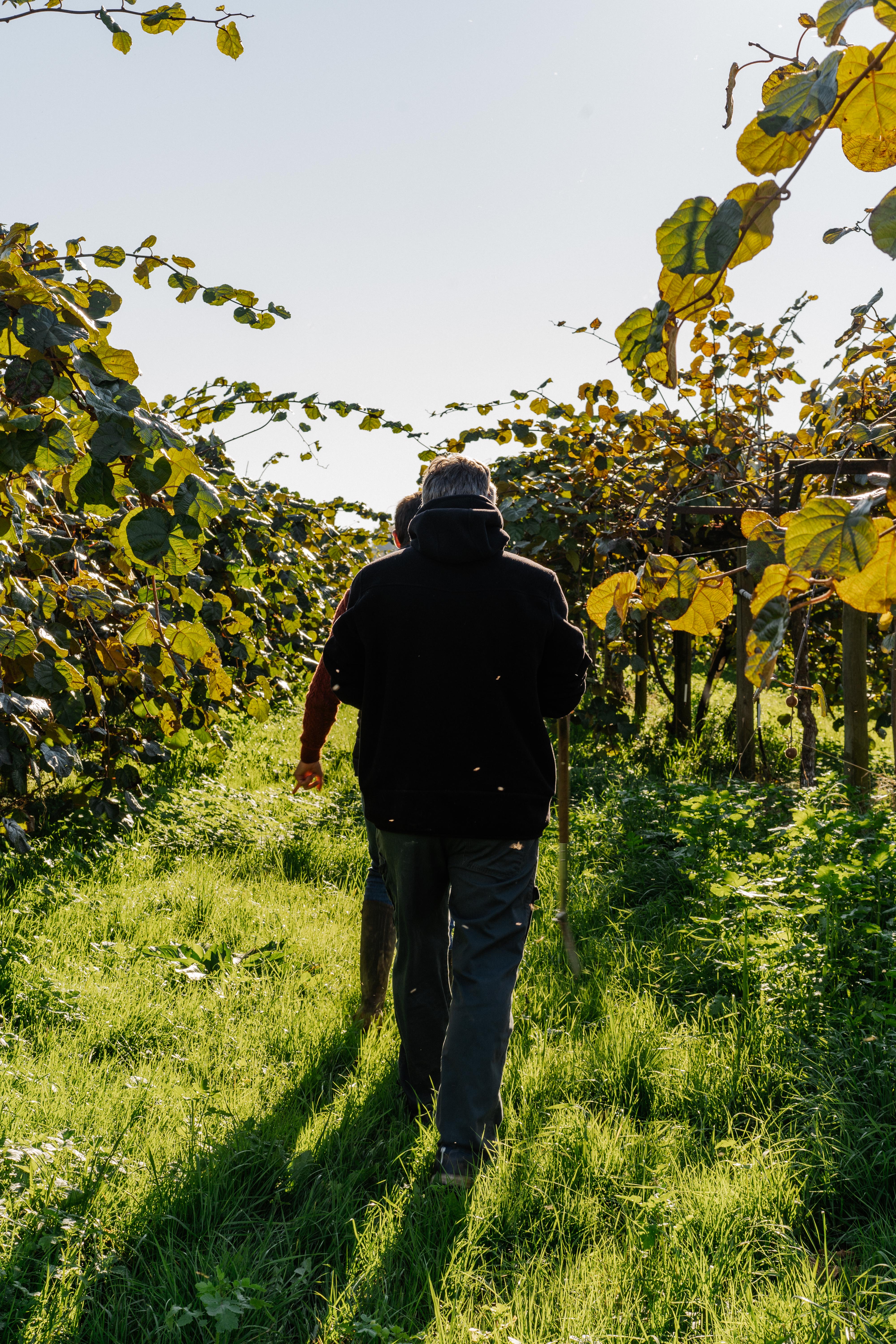 Farmer in a grass-covered orchard, regenerative agriculture