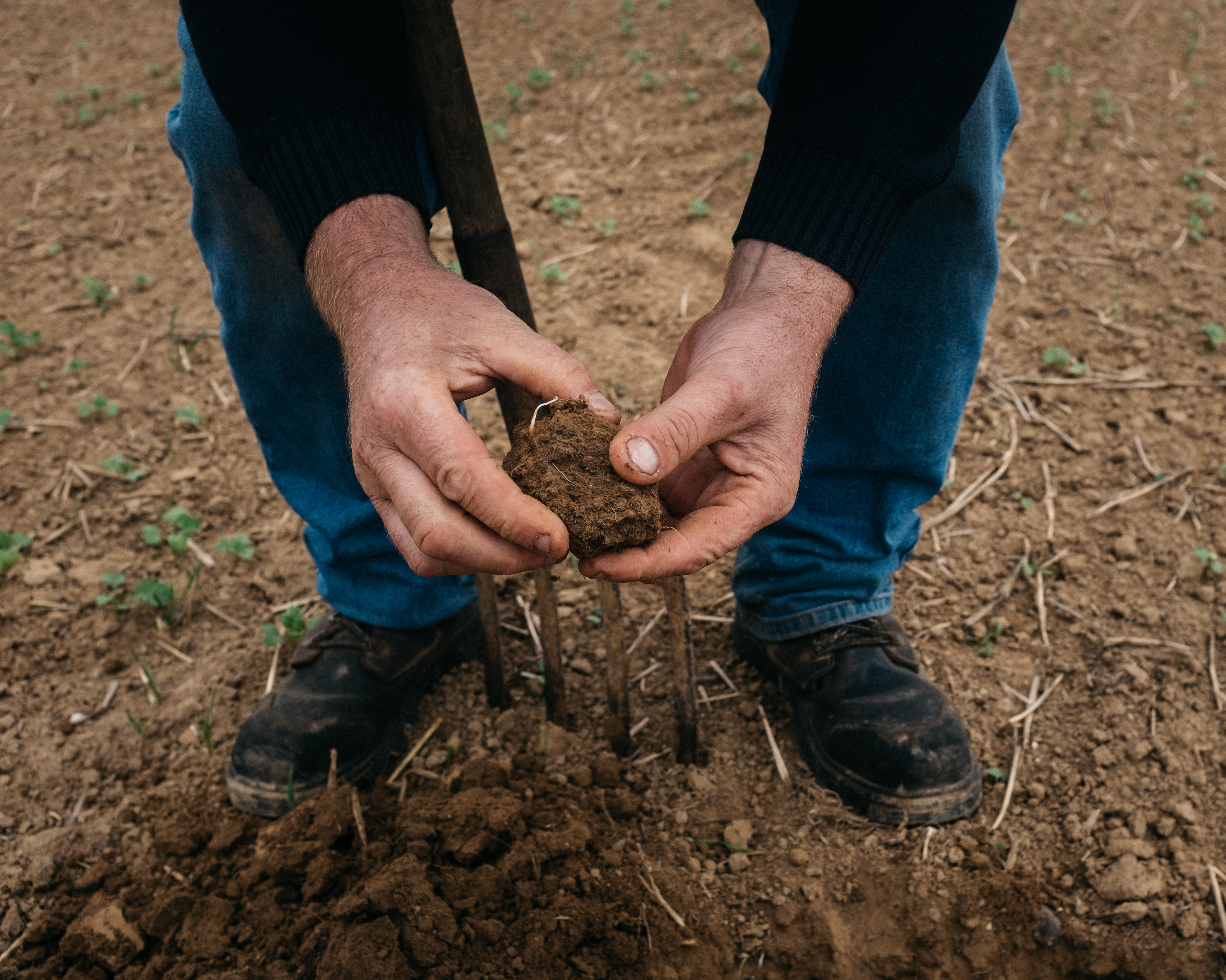 Farmer examining soil structure