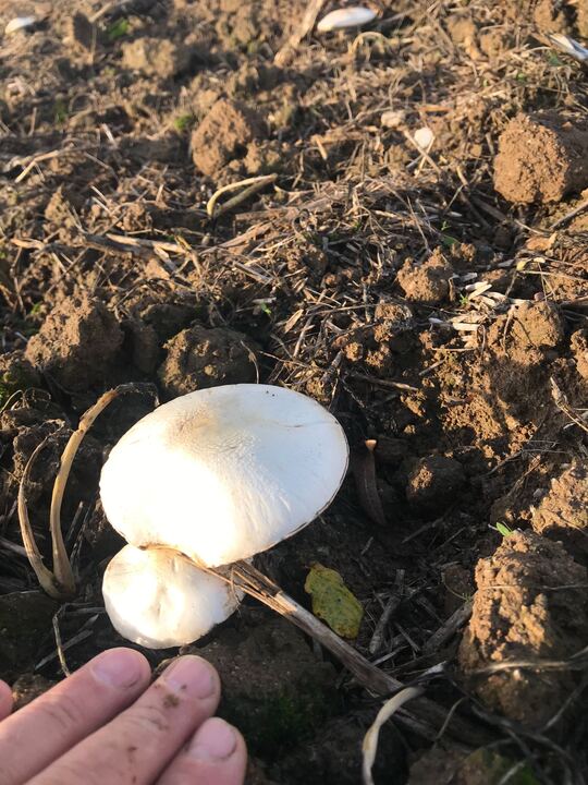 Mushroom growing in regenerated soil, sign of active biological life